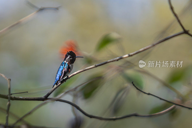 蜜蜂蜂鸟，Zunzuncito o Pajaro mosca， (Calypte helenae)， Colibri d'Éléna。